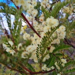 Acacia terminalis at Fadden, ACT - 10 Jul 2024