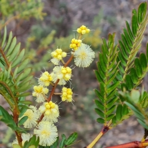 Acacia terminalis at Fadden, ACT - 10 Jul 2024