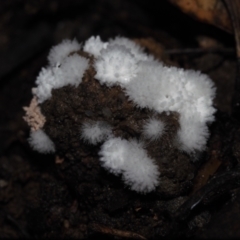 Chromelosporium/Ostracoderma sp. at Dalmeny, NSW - 10 Jul 2024 by Bushrevival