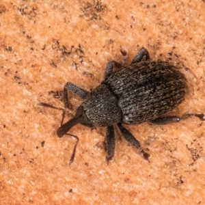 Melanterius maculatus at Bruce, ACT - 10 Jul 2024