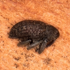 Melanterius maculatus at Bruce, ACT - 10 Jul 2024