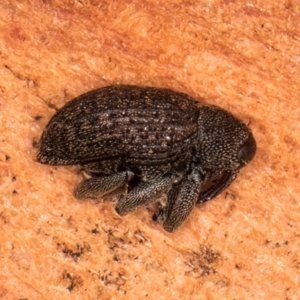 Melanterius maculatus at Bruce, ACT - 10 Jul 2024