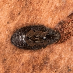 Melanterius maculatus at Bruce, ACT - 10 Jul 2024