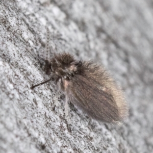 Psychodidae sp. (family) at Bruce, ACT - 10 Jul 2024