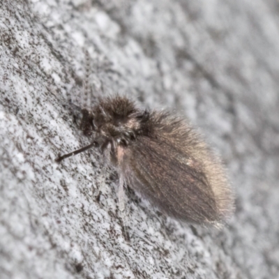 Psychodidae sp. (family) (Moth Fly, Drain Fly) at Bruce, ACT - 10 Jul 2024 by kasiaaus