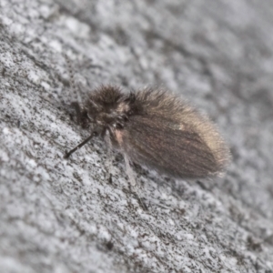 Psychodidae sp. (family) at Bruce, ACT - 10 Jul 2024