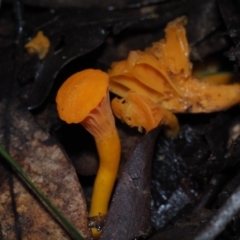 Cantharellus concinnus (Pink Chantarelle) at Dalmeny, NSW - 10 Jul 2024 by Bushrevival