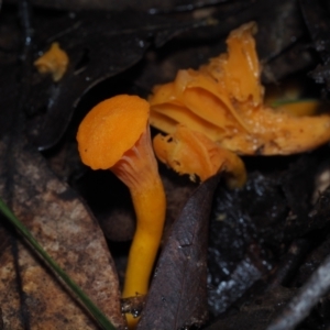 Cantharellus concinnus at Dalmeny, NSW - 10 Jul 2024