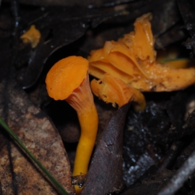 Cantharellus concinnus (Pink Chantarelle) at Dalmeny, NSW - 9 Jul 2024 by Bushrevival