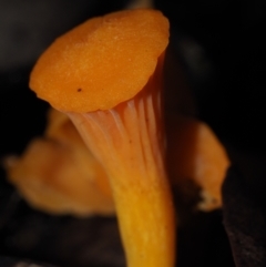 Cantharellus concinnus at Dalmeny, NSW - 10 Jul 2024