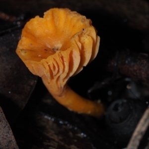 Cantharellus concinnus at Dalmeny, NSW - 10 Jul 2024