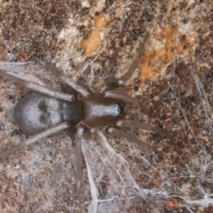 Gnaphosidae (family) at Bruce, ACT - 10 Jul 2024