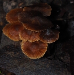 Unidentified Cap on a stem; gills below cap [mushrooms or mushroom-like] at Dalmeny, NSW - 10 Jul 2024 by Bushrevival