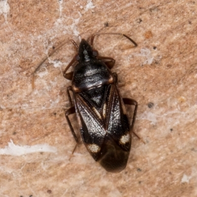 Myocara australe (A seed bug) at Bruce, ACT - 10 Jul 2024 by kasiaaus
