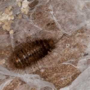 Dermestidae sp. (family) at Bruce, ACT - 10 Jul 2024 10:27 AM