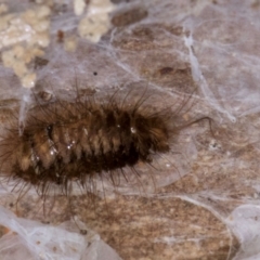 Dermestidae sp. (family) at Bruce, ACT - 10 Jul 2024 10:27 AM