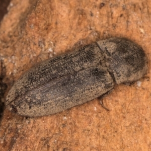 Agrypnus sp. (genus) at Bruce, ACT - 10 Jul 2024