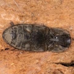 Agrypnus sp. (genus) at Bruce, ACT - 10 Jul 2024