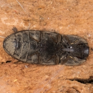 Agrypnus sp. (genus) at Bruce, ACT - 10 Jul 2024