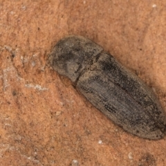 Agrypnus sp. (genus) at Bruce, ACT - 10 Jul 2024