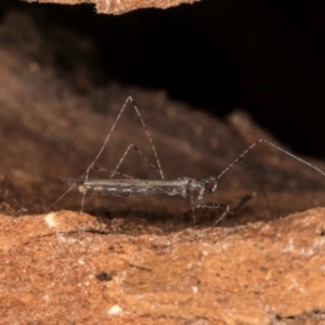 Empicoris sp. (genus) at Bruce, ACT - 10 Jul 2024