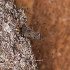 Empicoris sp. (genus) at Bruce, ACT - 10 Jul 2024 10:31 AM