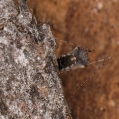 Empicoris sp. (genus) at Bruce, ACT - 10 Jul 2024