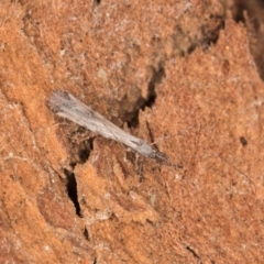 Empicoris sp. (genus) at Bruce, ACT - 10 Jul 2024 10:31 AM