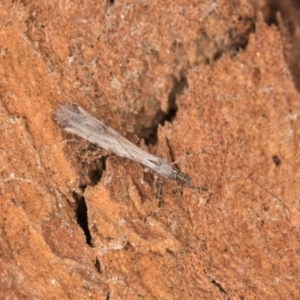 Empicoris sp. (genus) at Bruce, ACT - 10 Jul 2024