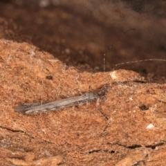 Empicoris sp. (genus) at Bruce, ACT - 10 Jul 2024