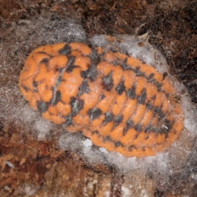 Monophlebulus sp. (genus) (Giant Snowball Mealybug) at Bruce, ACT - 10 Jul 2024 by kasiaaus