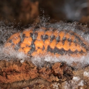 Monophlebulus sp. (genus) at Bruce, ACT - 10 Jul 2024