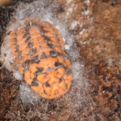 Monophlebulus sp. (genus) at Bruce, ACT - 10 Jul 2024