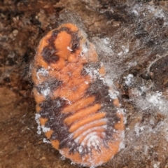 Monophlebulus sp. (genus) at Bruce, ACT - 10 Jul 2024 10:34 AM