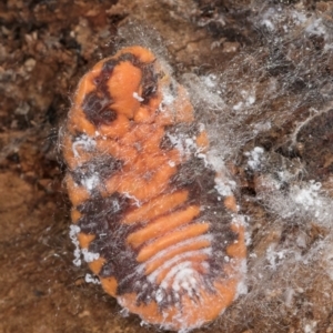 Monophlebulus sp. (genus) at Bruce, ACT - 10 Jul 2024