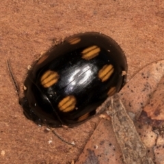 Paropsisterna octosignata (Eucalyptus leaf beetle) at Bruce, ACT - 10 Jul 2024 by kasiaaus