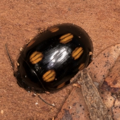 Paropsisterna octosignata (Eucalyptus leaf beetle) at Bruce, ACT - 10 Jul 2024 by kasiaaus