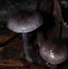 Cortinarius sp. (Cortinarius) at Dalmeny, NSW - 10 Jul 2024 by Bushrevival