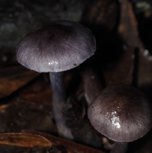 Cortinarius sp. at Dalmeny, NSW - 10 Jul 2024