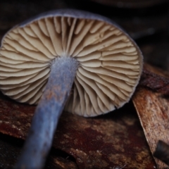 Cortinarius sp. at Dalmeny, NSW - 10 Jul 2024