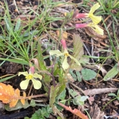 Raphanus raphanistrum (Wild Radish, Jointed Charlock) at Taylor, ACT - 10 Jul 2024 by SteveBorkowskis