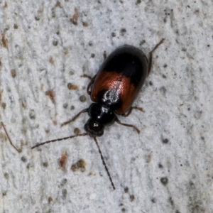 Monolepta minima at Bruce, ACT - 10 Jul 2024 11:00 AM