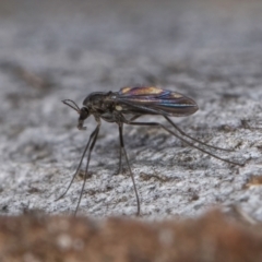 Sciaridae sp. (family) (Black fungus gnat) at Bruce, ACT - 10 Jul 2024 by kasiaaus