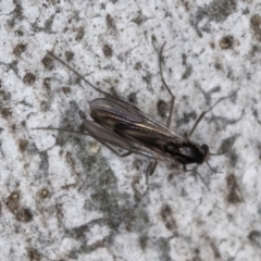 Sciaridae sp. (family) at Bruce, ACT - 10 Jul 2024 10:47 AM