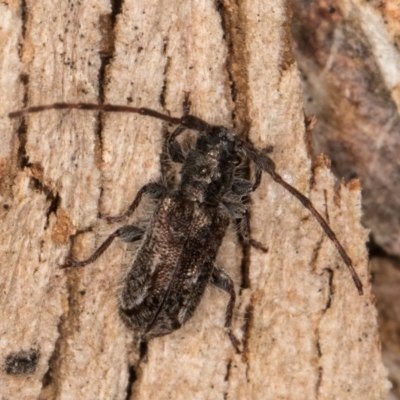 Neissa sp. (Longhorn beetle) at Bruce, ACT - 10 Jul 2024 by kasiaaus