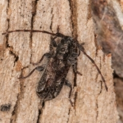 Neissa sp. at Bruce, ACT - 10 Jul 2024