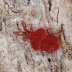 Trombidiidae (family) (Red velvet mite) at Bruce, ACT - 10 Jul 2024 by kasiaaus
