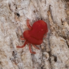 Trombidiidae (family) at Bruce, ACT - 10 Jul 2024 10:59 AM