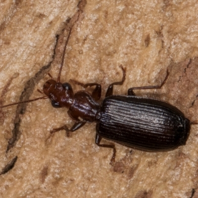 Demetrida suturata (Arboreal carab beetle) at Bruce, ACT - 10 Jul 2024 by kasiaaus