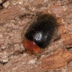 Scymnodes sp. (genus) (Unidentified Scymnodes ladybird) at Bruce, ACT - 10 Jul 2024 by kasiaaus